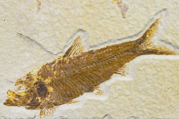 Fossil Fish (Knightia) - Wyoming #159546